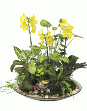 1334722278_t_flower011_003(1).gif
