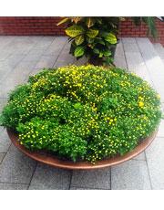 20130923flower_003(01).jpg