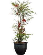 2013newflower_03(01).jpg