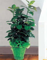 f06-13(1).gif