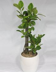 nf06_01(1).jpg