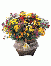 t_flower001_016(1).gif