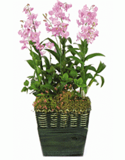 t_flower005_002(1).gif