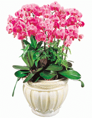 t_flower005_004(1).gif