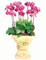 t_flower005_005(1).gif