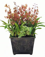 t_flower005_006(1).gif