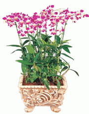 t_flower005_007(1).gif