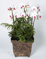 t_flower005_010(1).gif