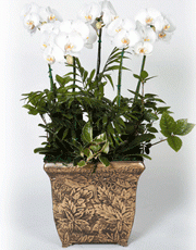 t_flower005_011(1).gif