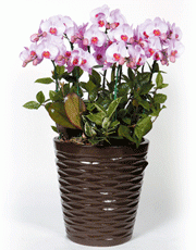 t_flower005_012(1).gif