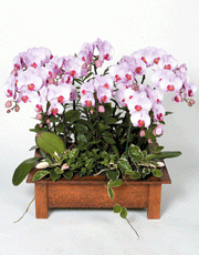 t_flower005_013(1).gif