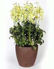 t_flower005_016(1).gif