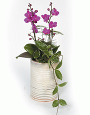 t_flower005_019(1).gif