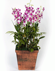 t_flower005_021(1).gif