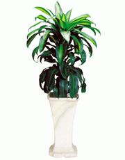 t_flower006_001(1).gif