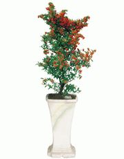 t_flower006_003(1).gif