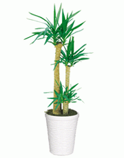 t_flower006_004(1).gif