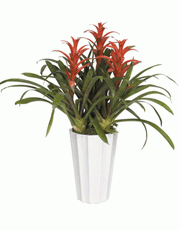 t_flower006_014(1).gif