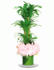 t_flower006_024(1).gif