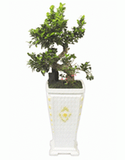 t_flower009_003(1).gif