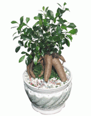 t_flower009_009(1).gif
