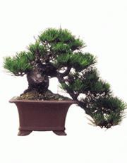 t_flower009_012(1).gif